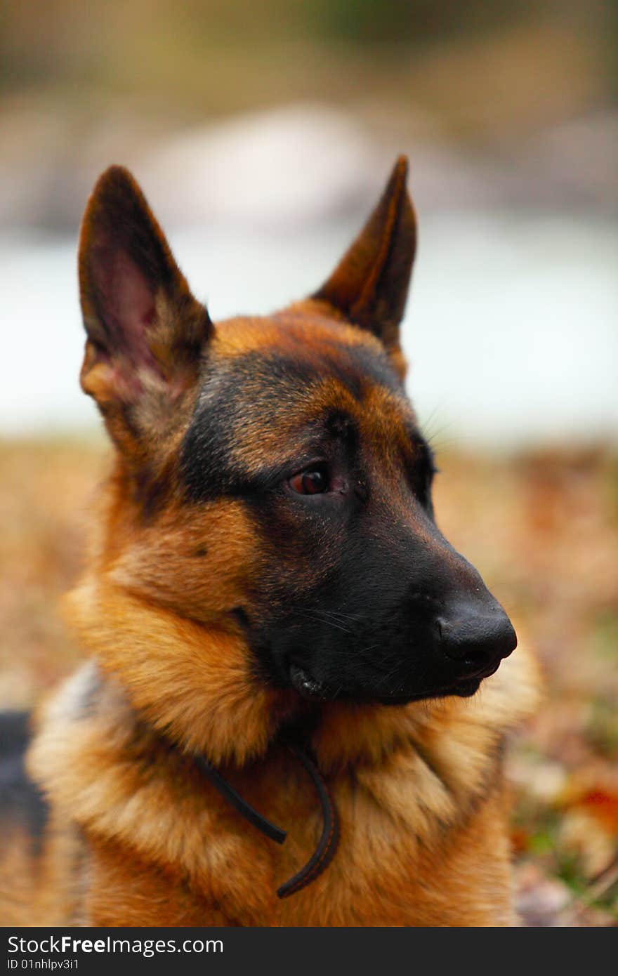 German Shepherd a head portrait