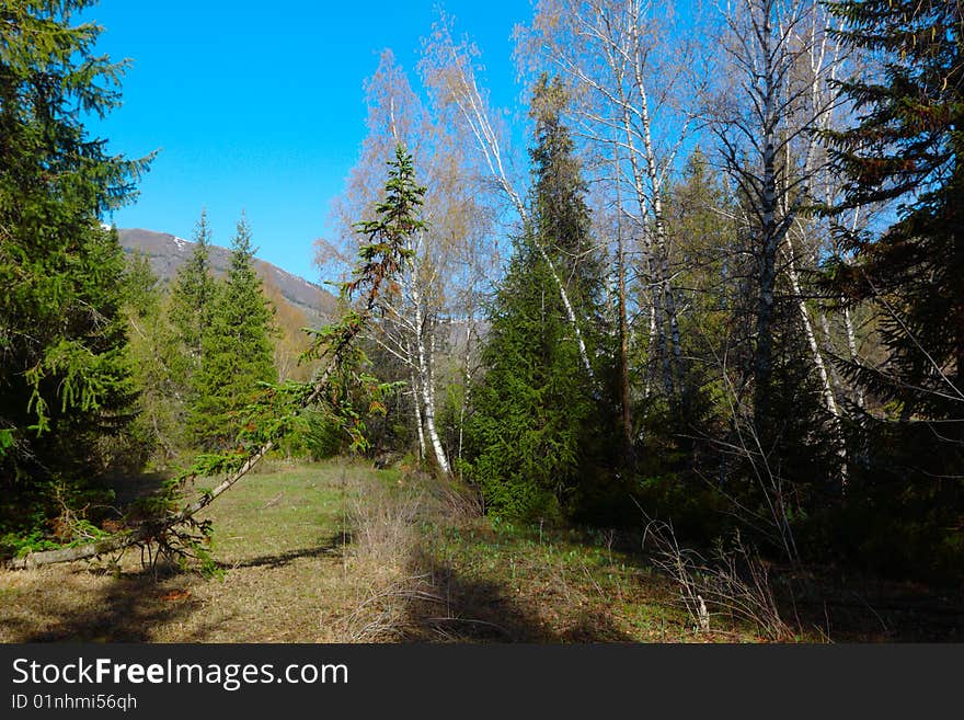 Landscape of wood in the early spring. Landscape of wood in the early spring