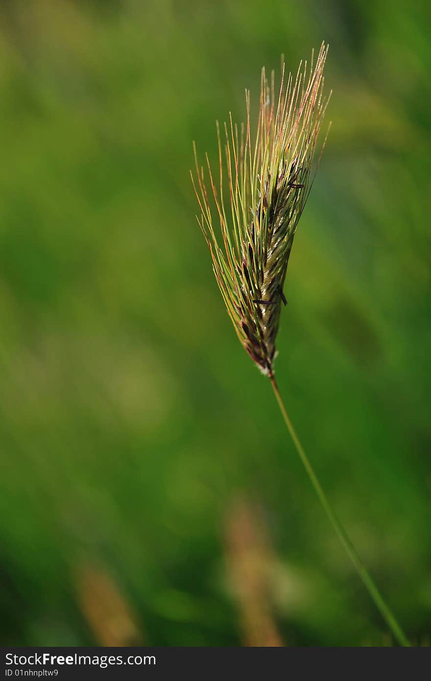 Ear Of Wheat Sicilian