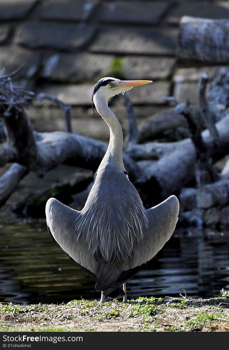 Blue Heron