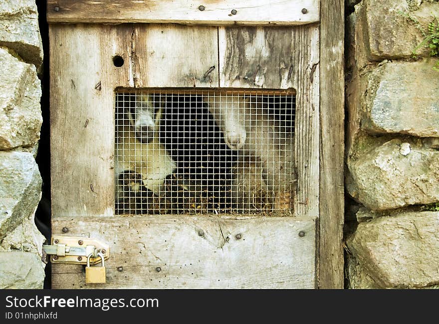 Goats behind a locked door