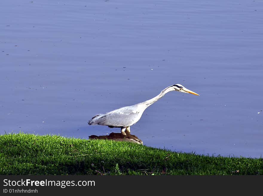 Blue Heron