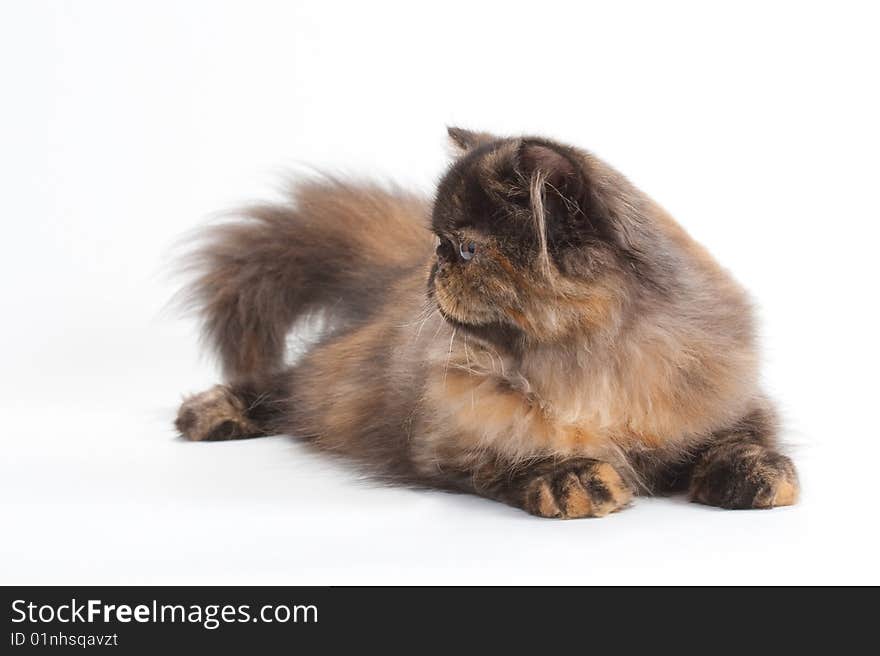 Female persian cat breed in half face