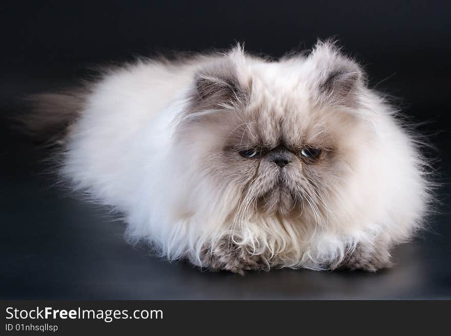 Male persian cat breed