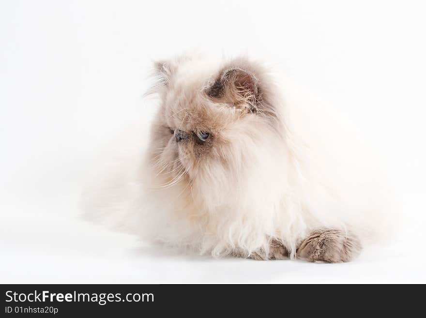 Male persian cat breed lying on white background. No isolated.