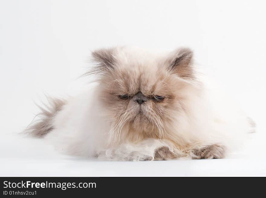 Male persian cat breed