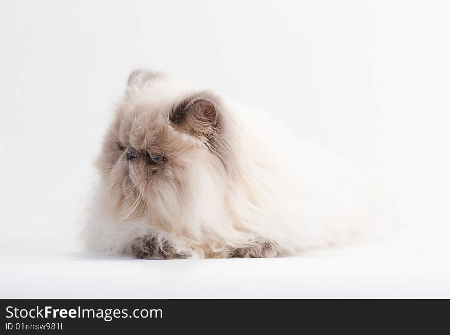 Male persian cat breed