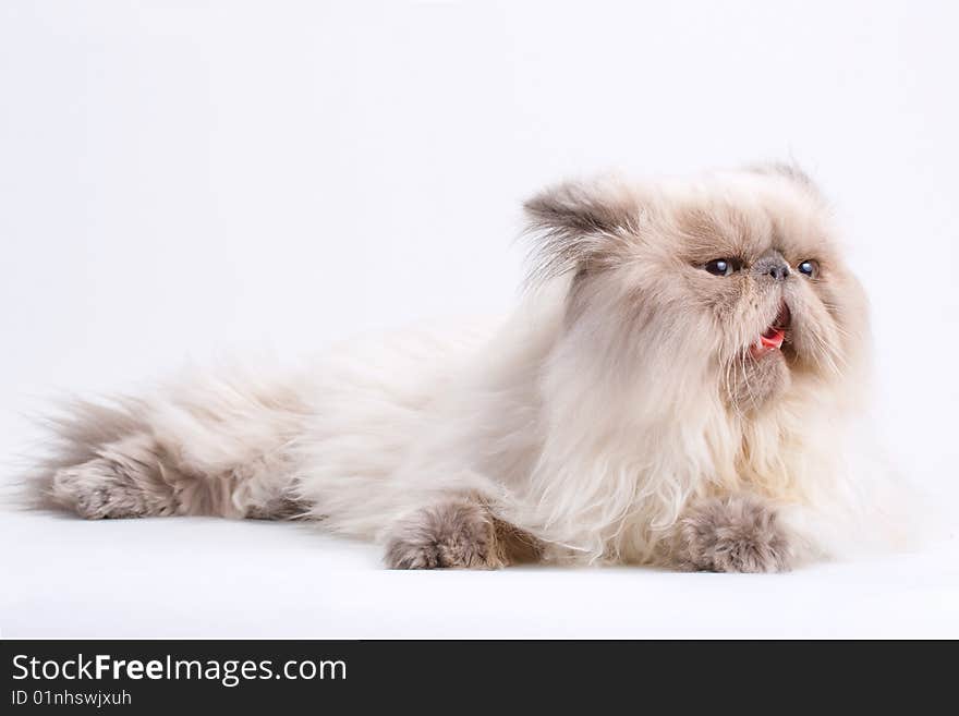 Male persian cat breed