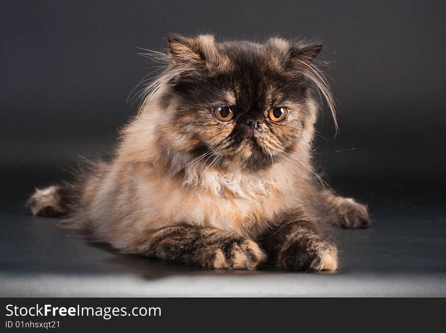 Female persian cat breed