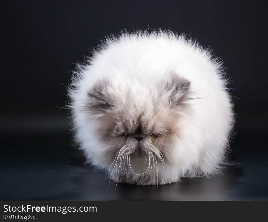 Male persian cat breed seated on black background. Male persian cat breed seated on black background.