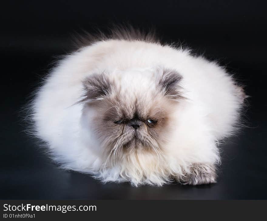 Male persian cat breed lying on black  background.