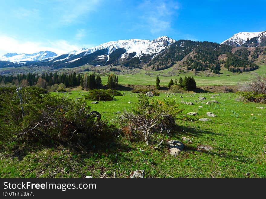 Spring a landscape in mountains. Spring a landscape in mountains