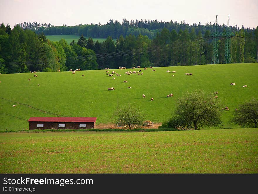 Group of sheeps