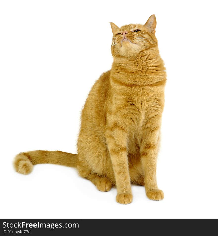 Red cat is sitting on a clean white background