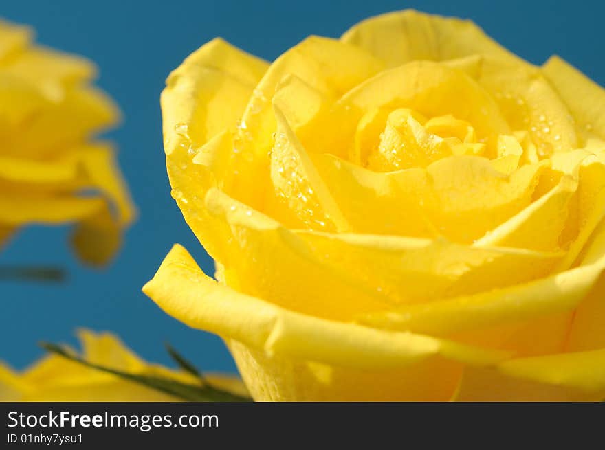 Yellow rose with drops on a blue background. Yellow rose with drops on a blue background.