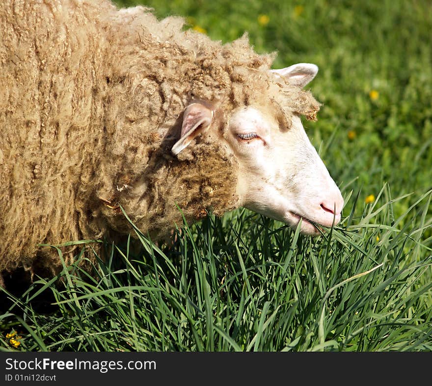 Sheep on the green pasture.