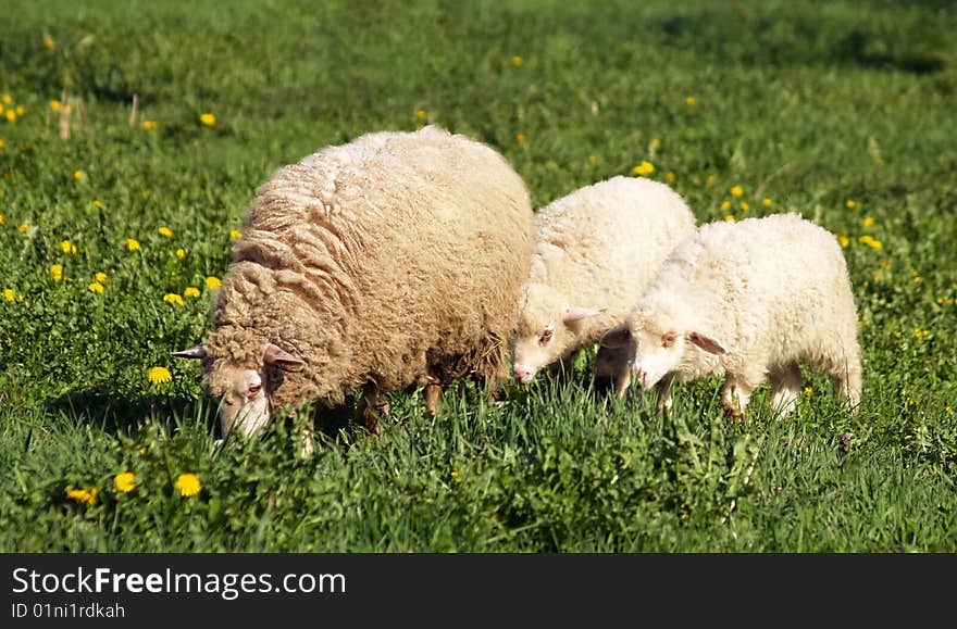 Sheep family - Mother & children on the green pasture.