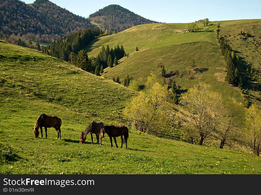 Horses grazing in a splendid view over the hills of Romania