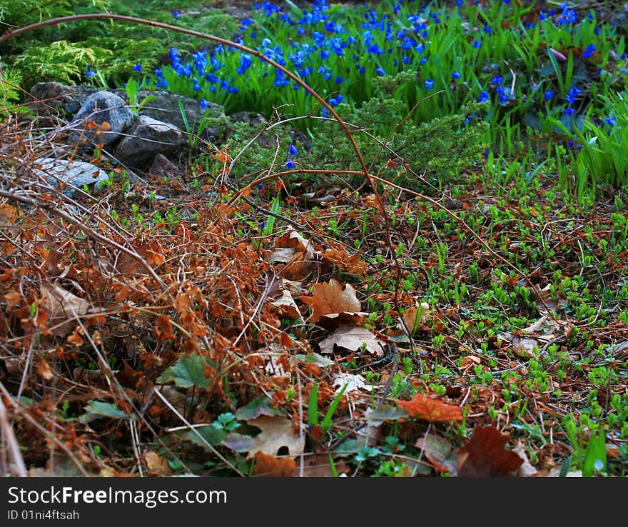 Last Year Leaves