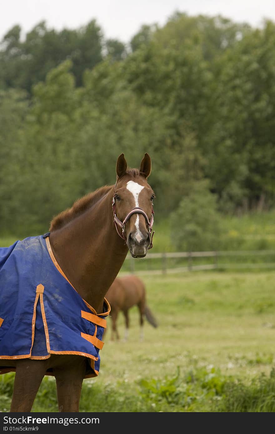 Horse head shot of a beautiful horse. Horse head shot of a beautiful horse