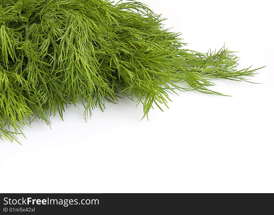 Fresh leaves of fennel