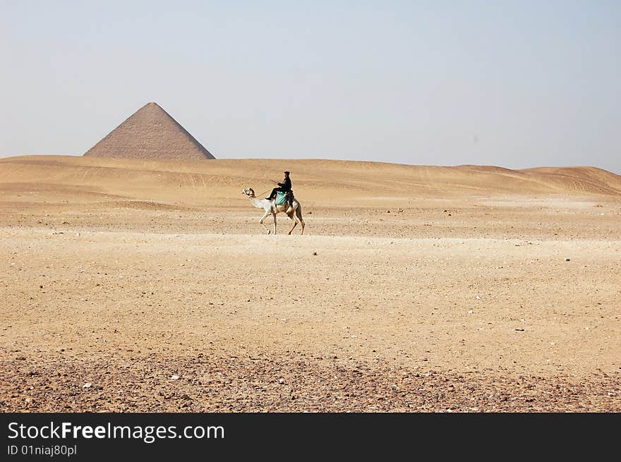 Mayoral on a camel