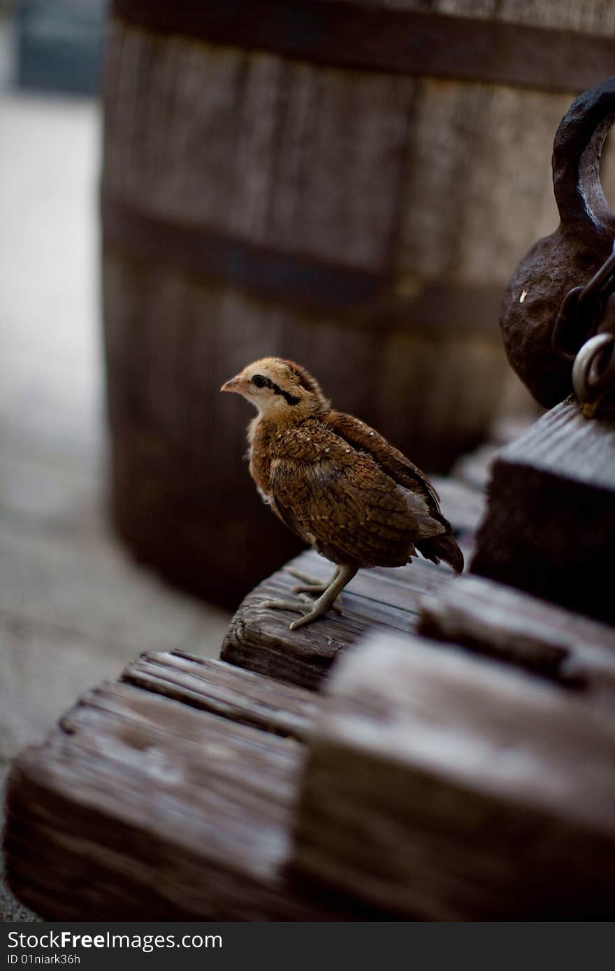 Baby rooster near Mallory Square in historic Key West. Baby rooster near Mallory Square in historic Key West.