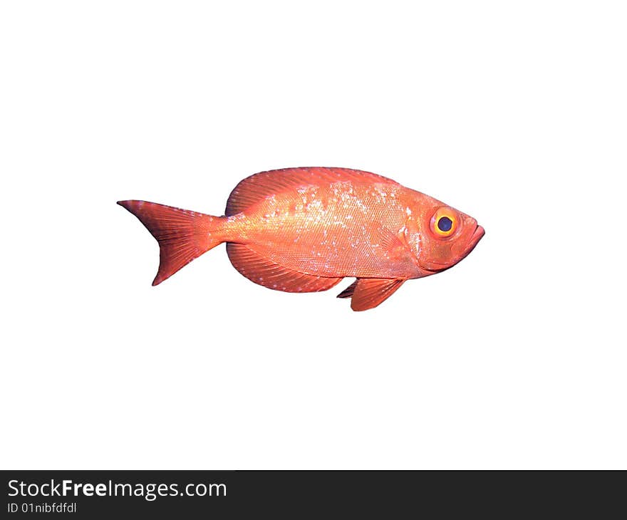 Isolated Crescent-tail Bigeye fish on a white background. Isolated Crescent-tail Bigeye fish on a white background