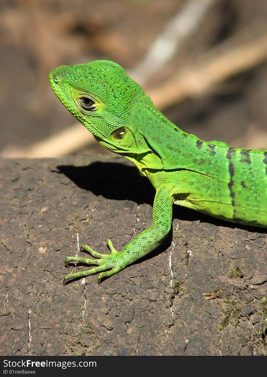 Green Iguana