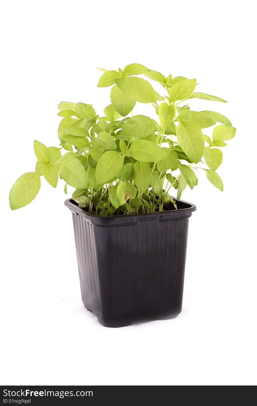 Basil