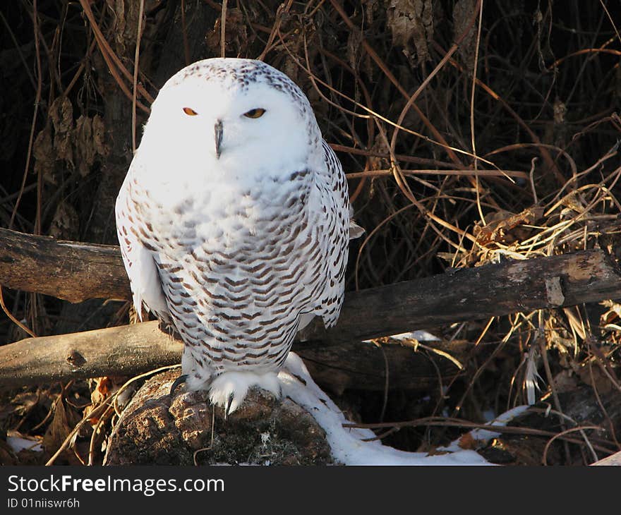 Snowy Owl