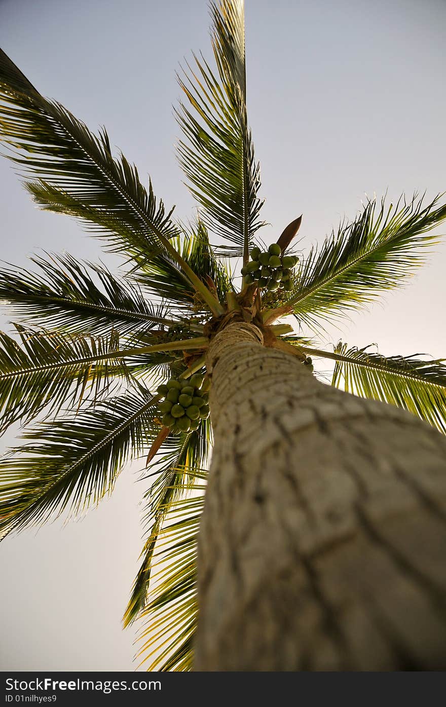 Palm on the beach in Red Sea