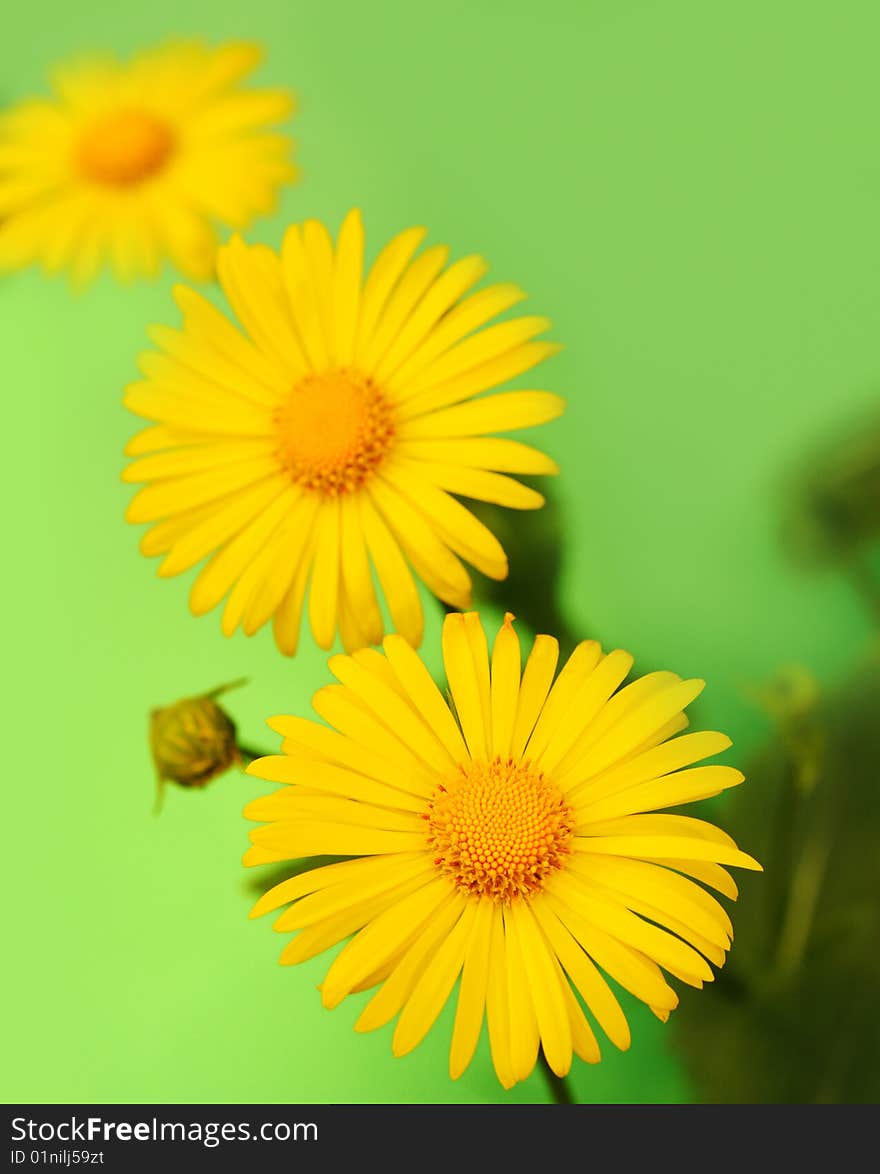 Yellow flowers over green background