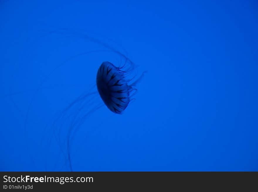 Jellyfish