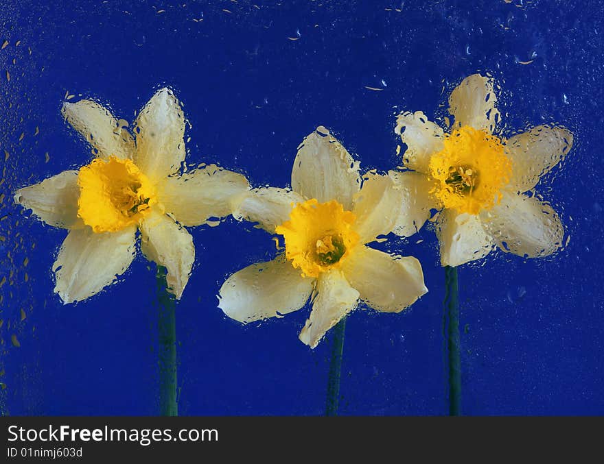 Yellow narcissus on blue background