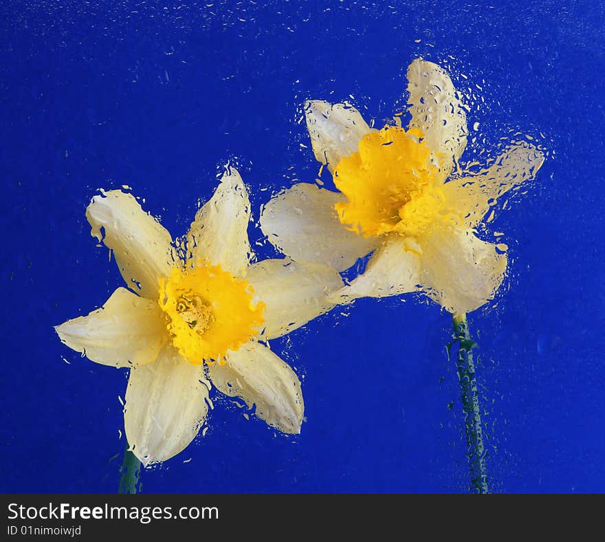 Beautiful yellow flowers on blue background. Beautiful yellow flowers on blue background