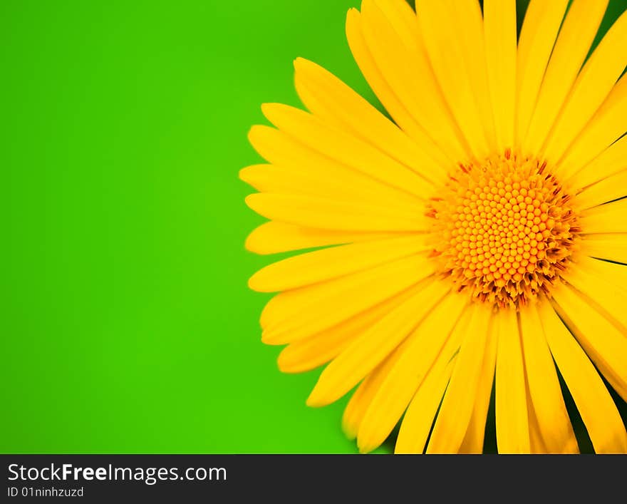 Yellow flower close-up shot