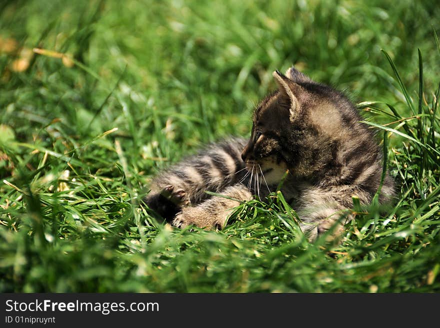 Portrait of a cute little kitten