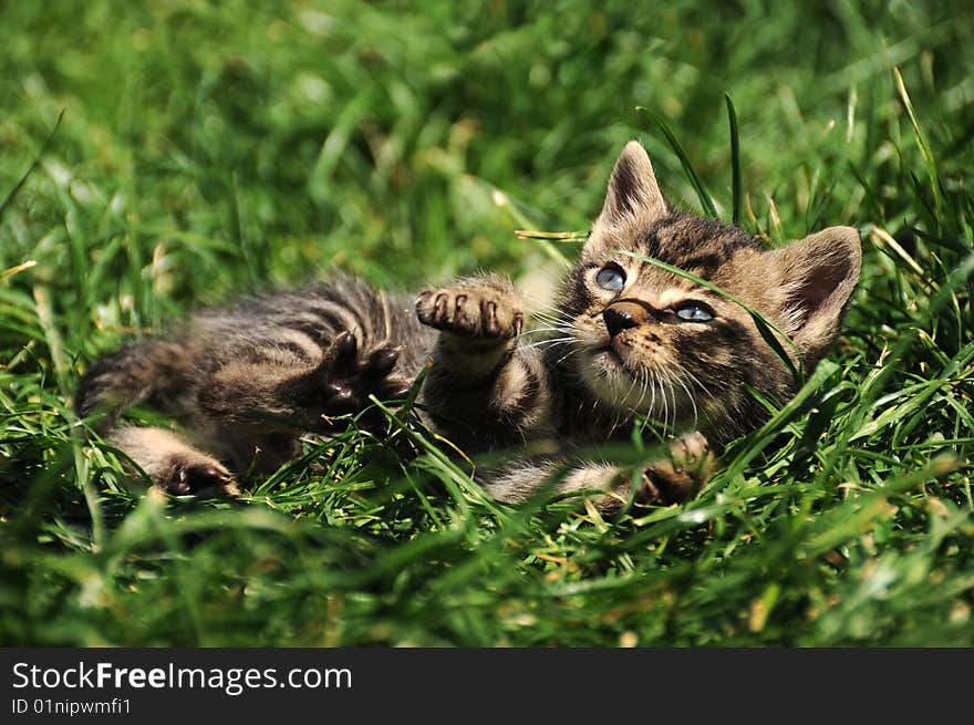 Portrait of a cute little kitten