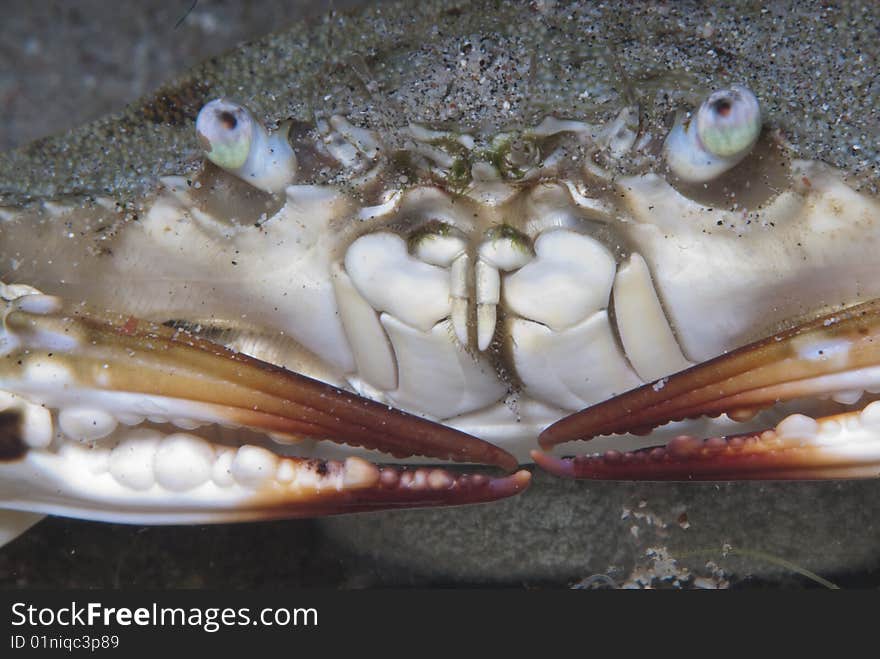 Female crab with eggs