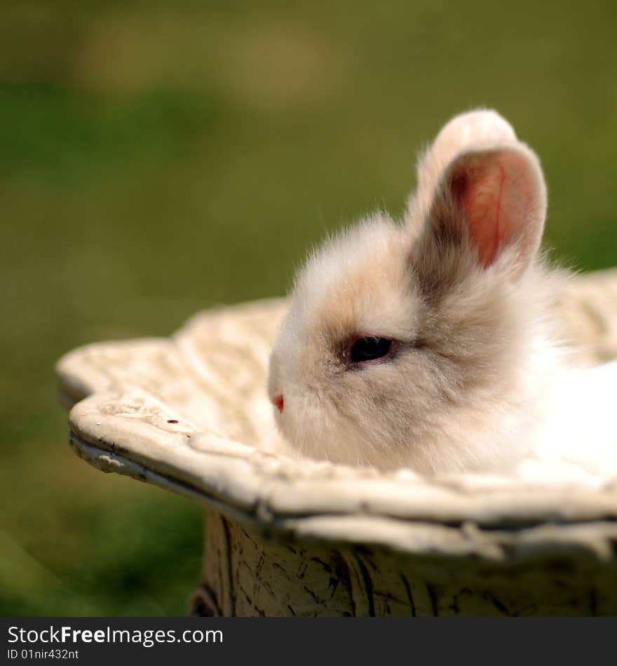 Portrait of a Little Rabbit