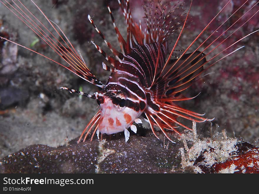 A Spotfin Lionfish hunts at night