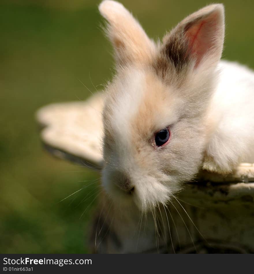 Portrait of a Little Rabbit