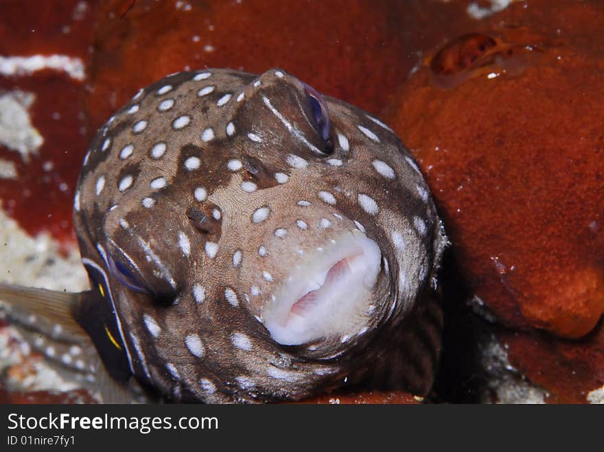 White Spotted Puffer