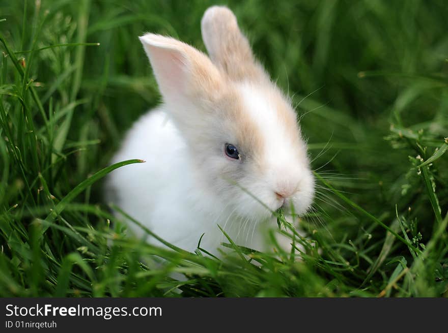 Portrait of a Little Rabbit