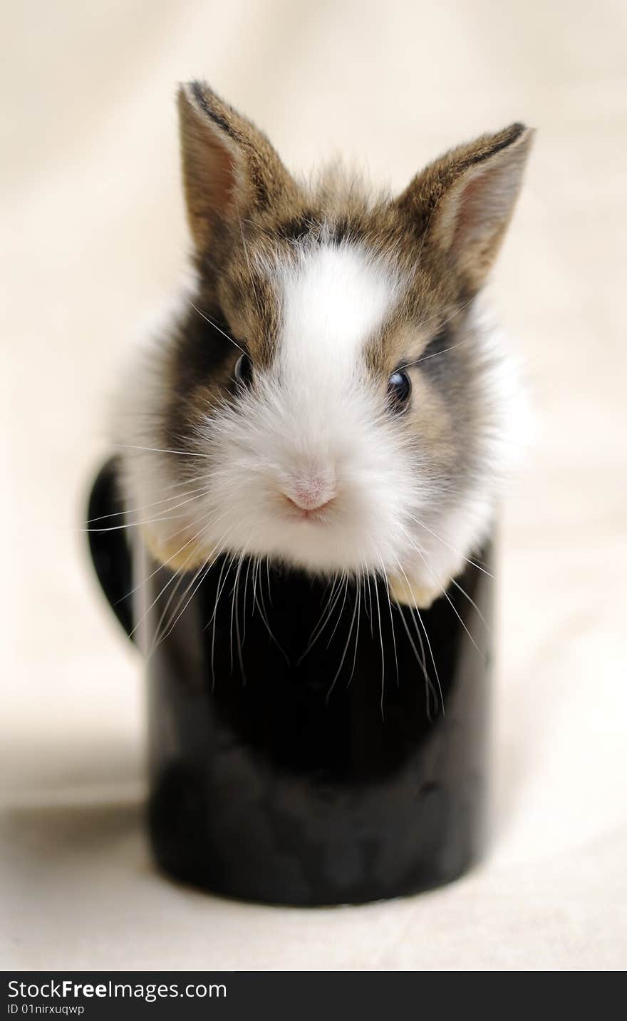 Portrait of a Little Rabbit