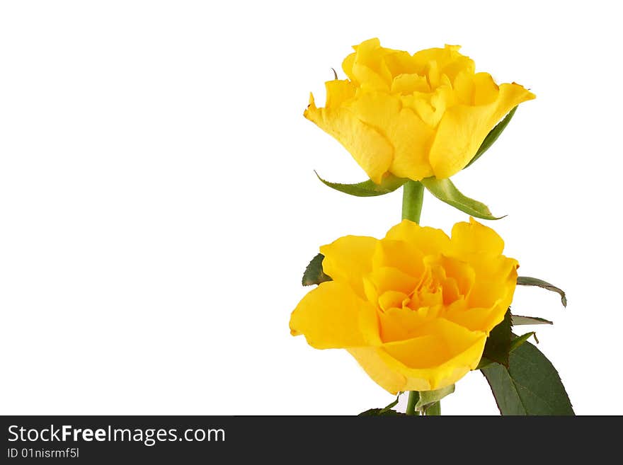 Rose on the white background