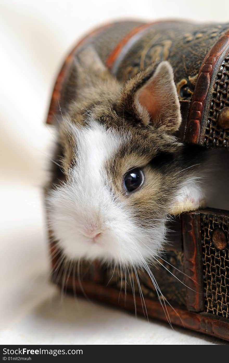 Portrait of a Little Rabbit