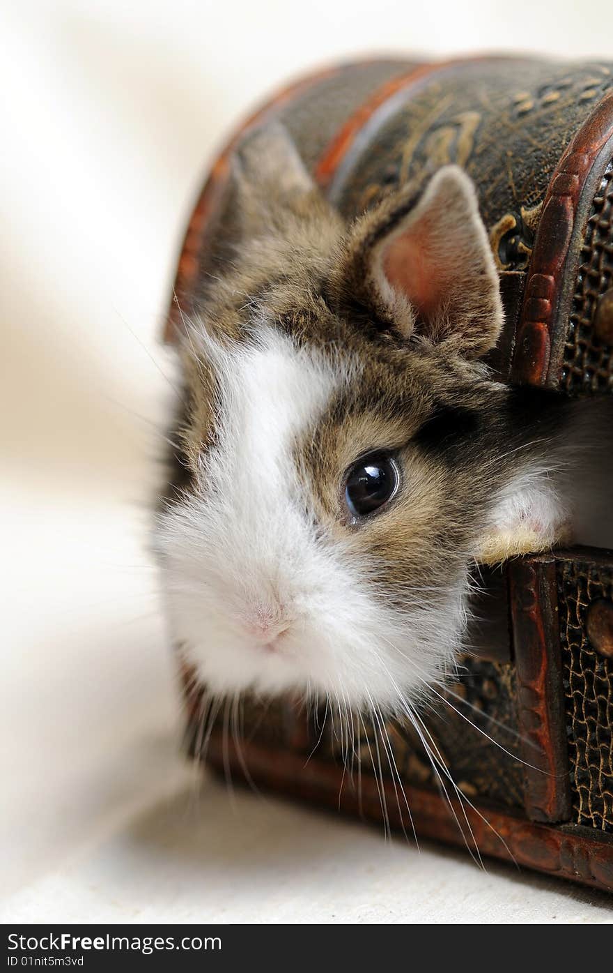 Portrait of a Little Rabbit