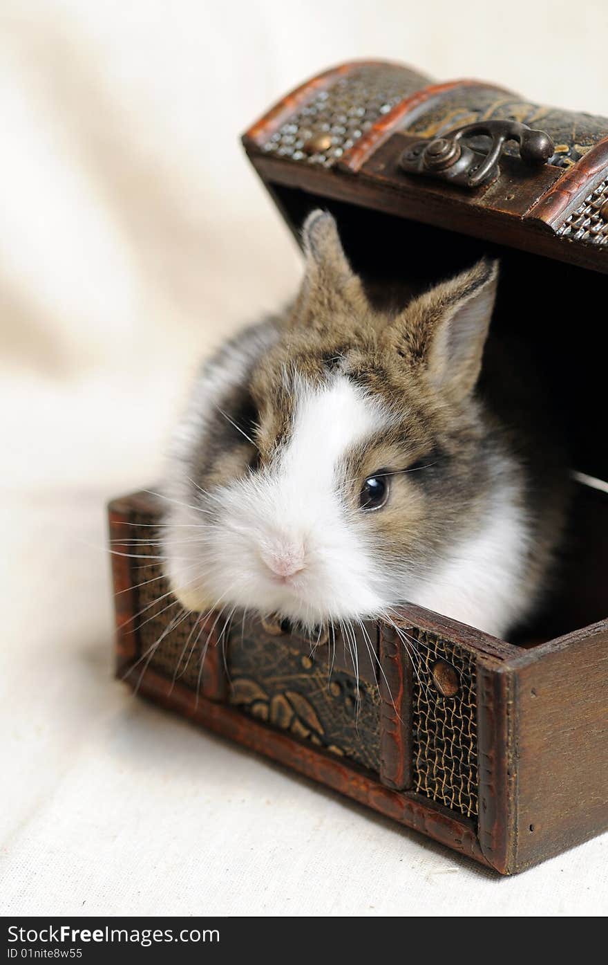 Portrait of a Little Rabbit